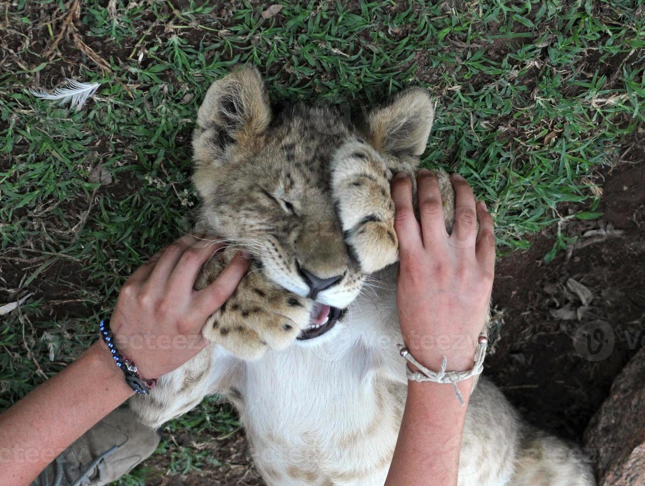 spelen met een leeuwenwelp in een wildreservaat in Zuid-Afrika foto