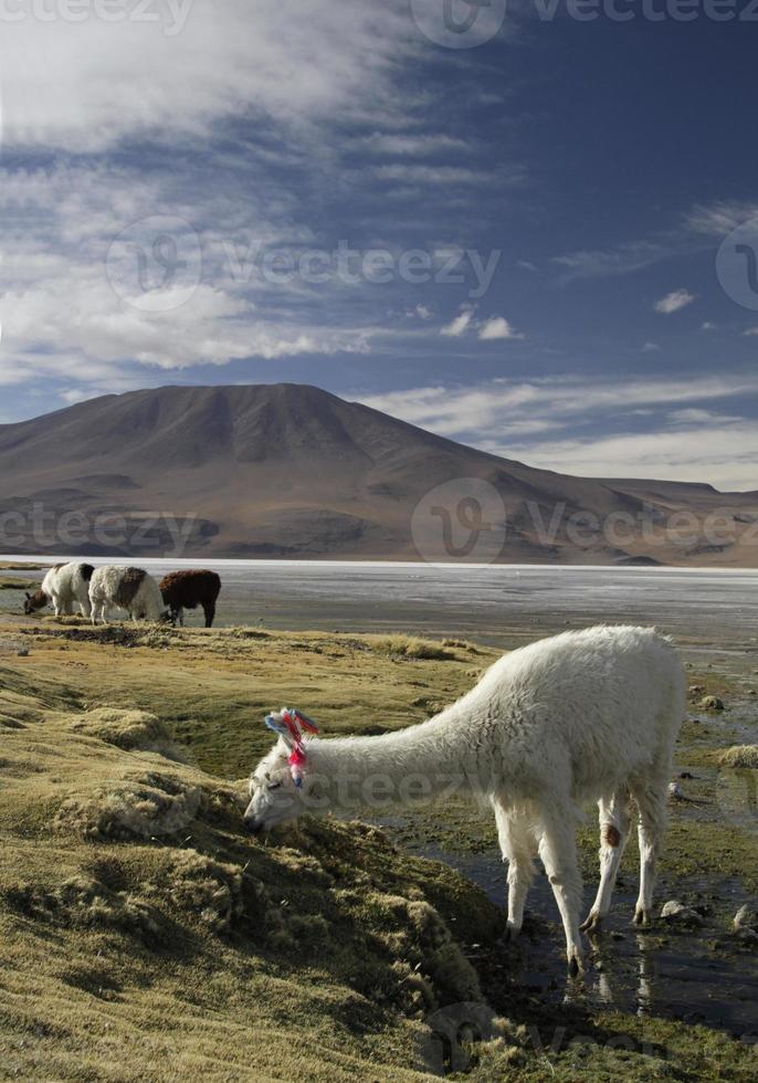 alpaca grazen in het prachtige landschap van salar de uyuni, bolivia foto
