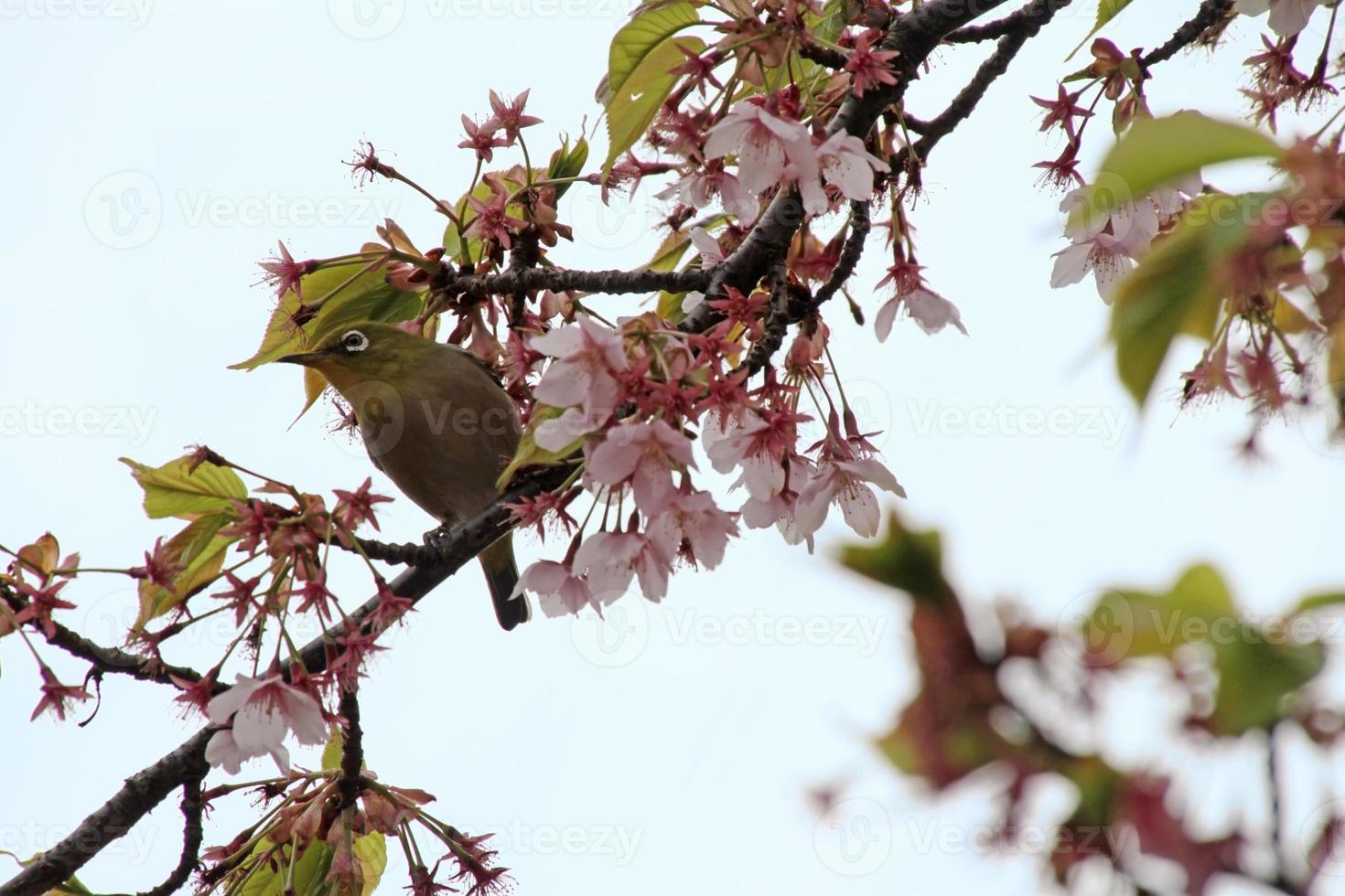 mejiro tijdens het sakura-seizoen in een kersenbloesemboom in tokyo, japan foto