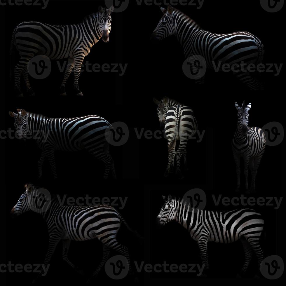 zebra verstopt in het donker foto