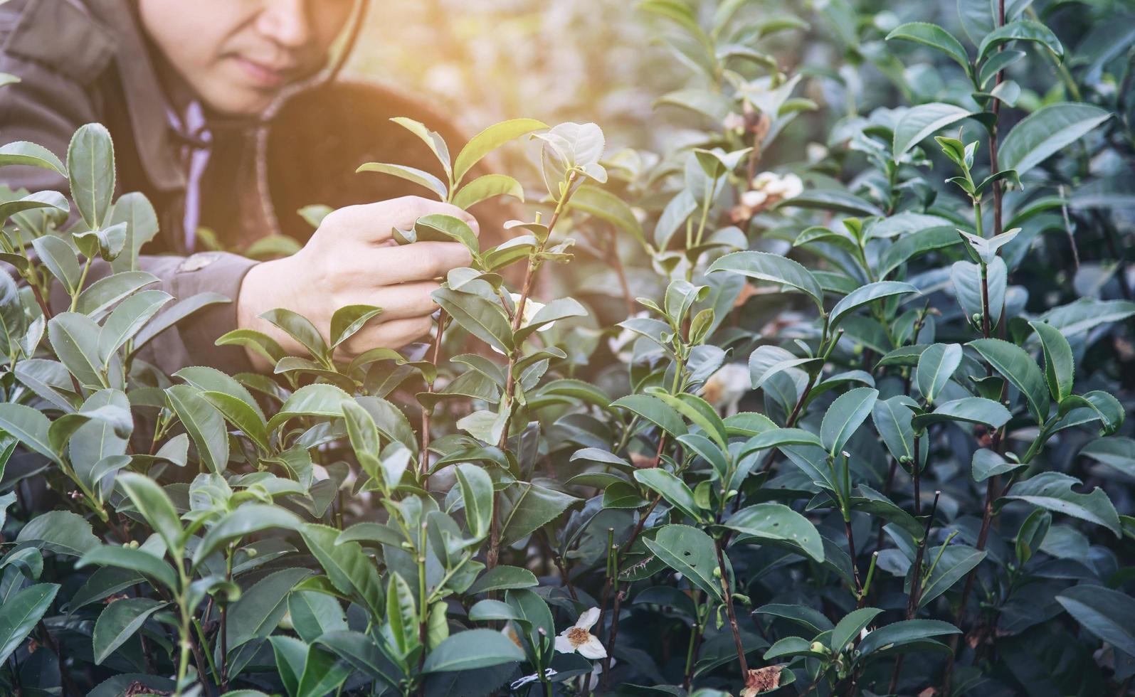 man oogst - pluk verse groene theebladeren op hoogland theeveld in chiang mai thailand - lokale mensen met landbouw in hoogland natuurconcept foto