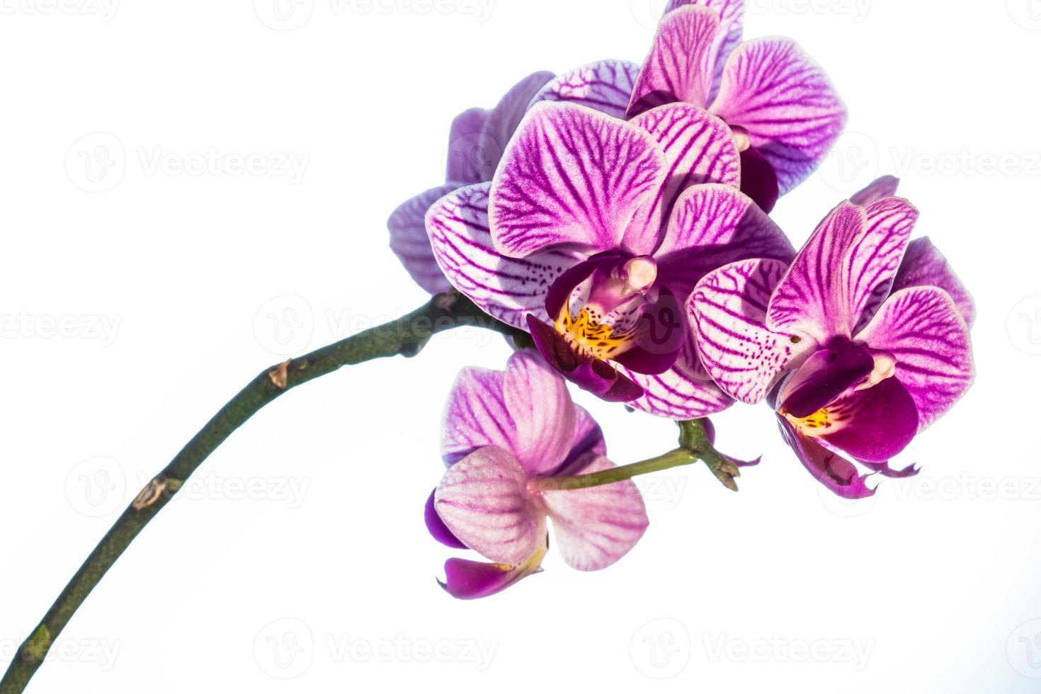 roze weggeschoten orchideebloem, geïsoleerd foto
