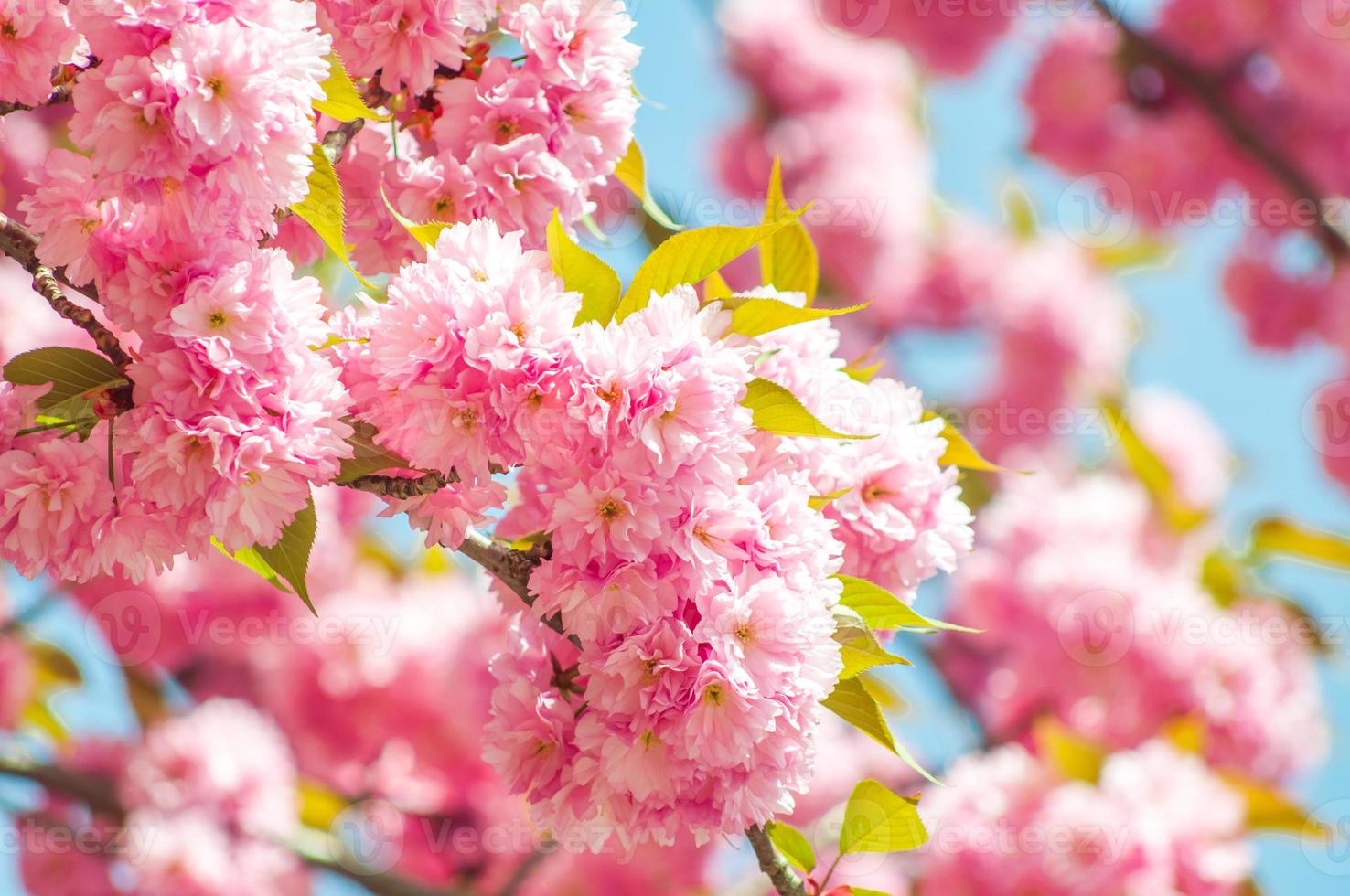 Japanse kers in het voorjaar foto