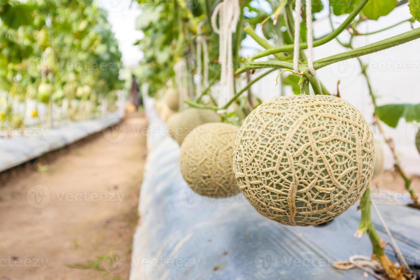 verse groene Japanse meloen meloenen planten groeien in biologische kastuin foto