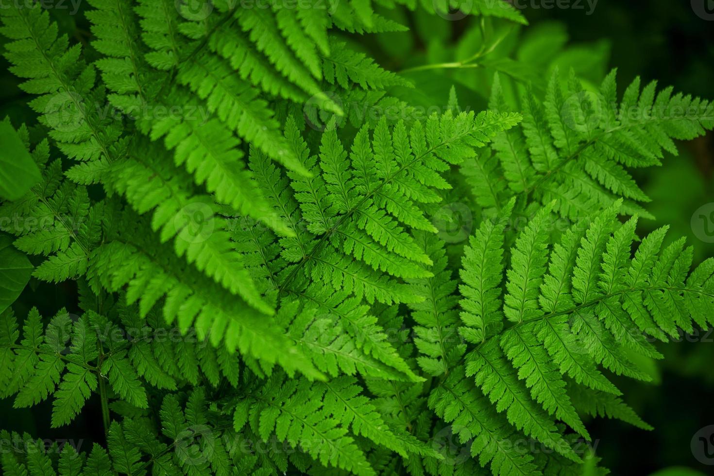 varentakken in het bos. natuurlijke achtergrond. foto