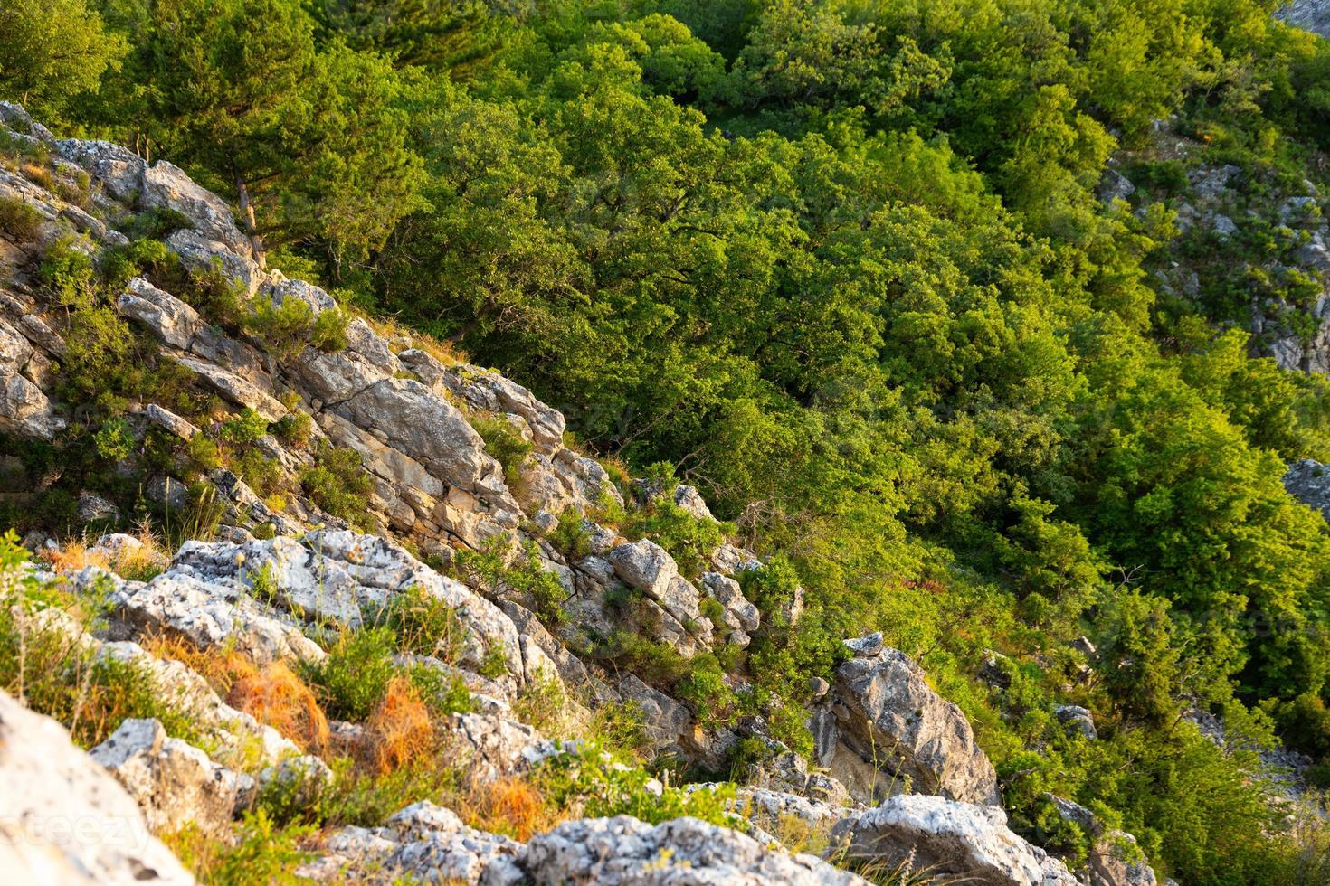 grijze wilde rotsen en wild groen bos. uitzicht van boven. landschap. foto