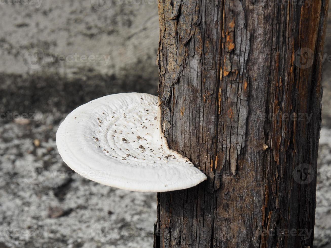 witte cirkel paddestoel op log foto