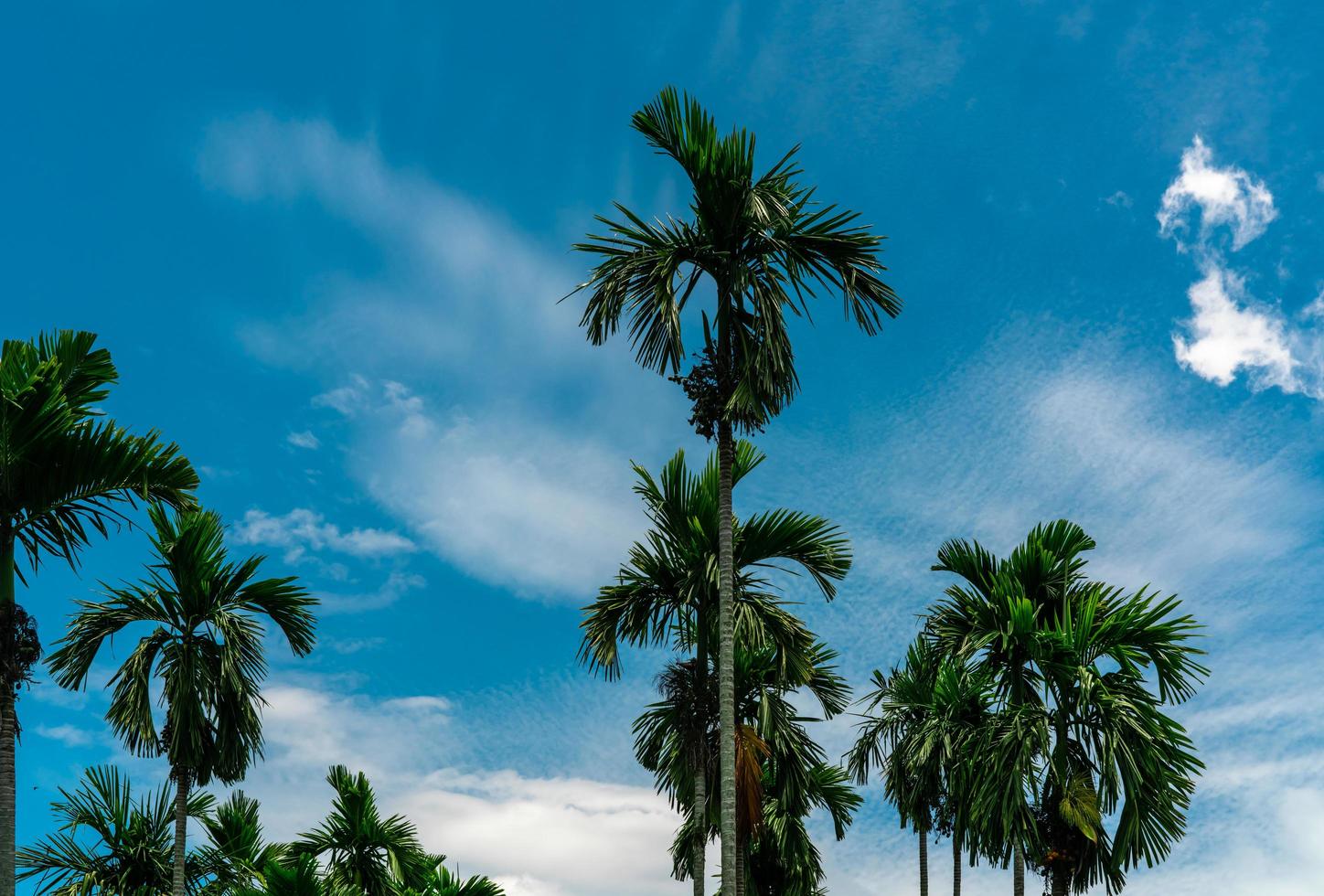 areca notenpalm areca catechu. betelnoot palmboom met blauwe lucht en witte wolken. commercieel gewas. tropische palmboom in de tuin. areca notenpalm landbouw en plantage. kruiden plant. tuinbouw. foto