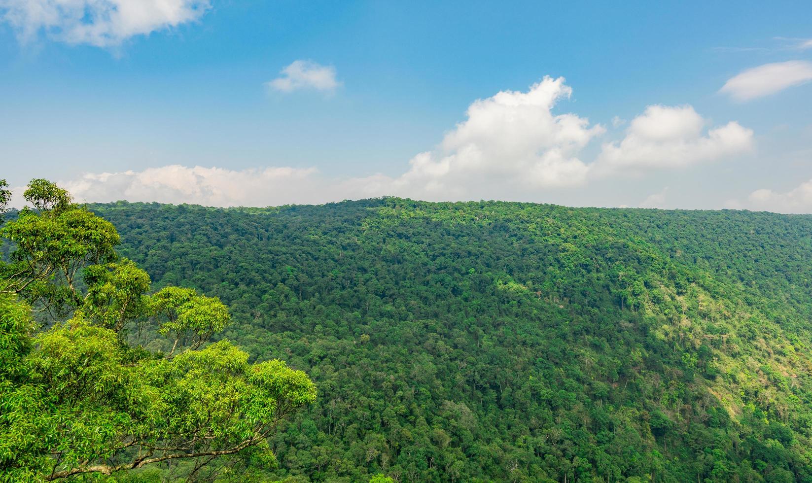 prachtig uitzicht op tropisch regenwoud bij pha diao dai kliffen van khao yai nationaal park in thailand. werelderfgoed. groene dichte hoge bomen op de berg en blauwe lucht en stapelwolken. foto