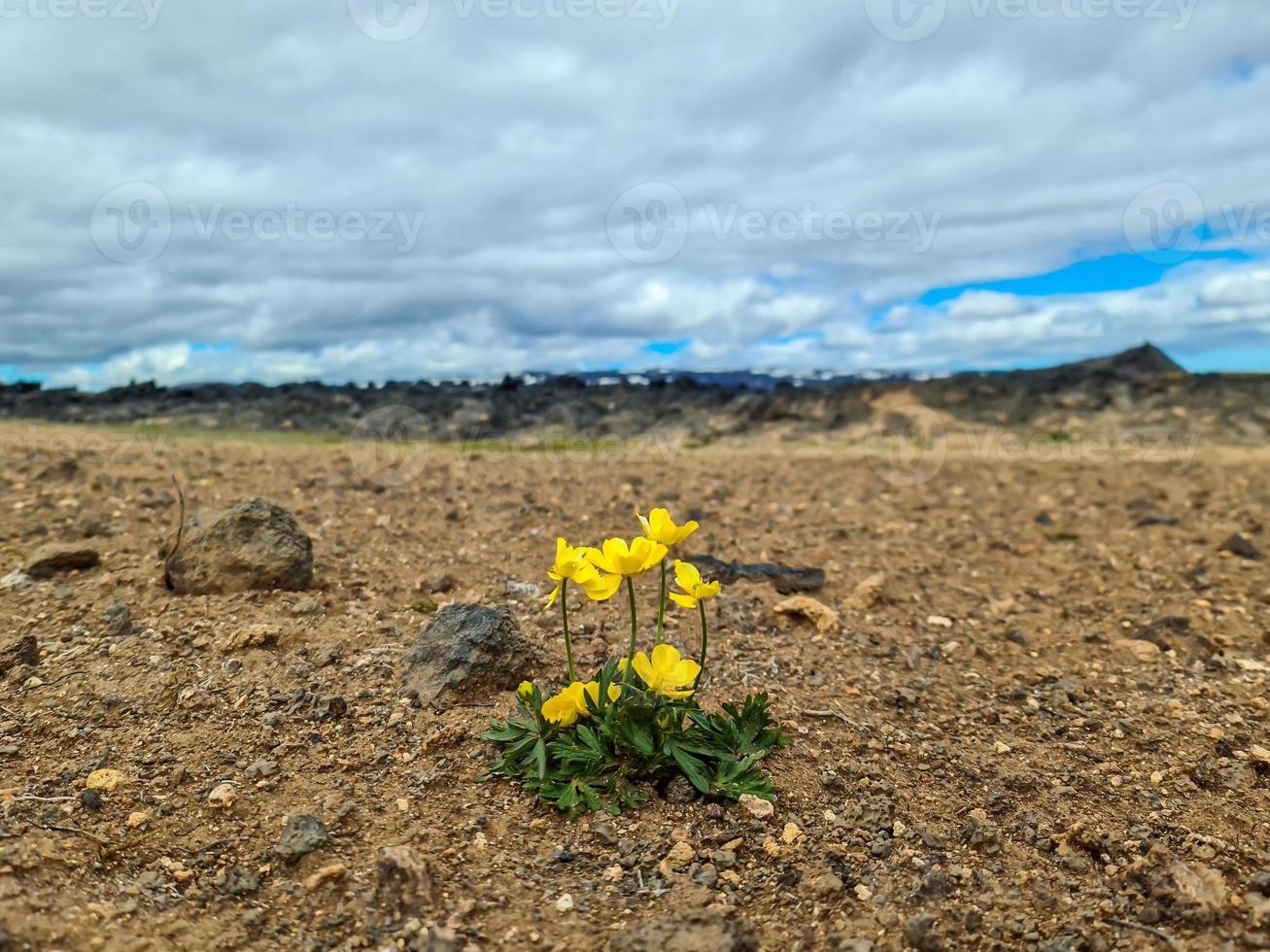 een eenzame gele bloem op een zeer droge vulkanische bodem die enige hoop toont. foto