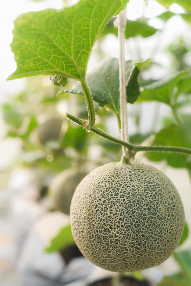 close-up groene netmeloen gekweekt in kassen met behulp van touw om het fruit op te hangen voor eenvoudige verzorging. foto