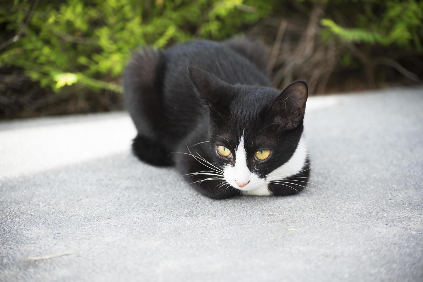 een zwarte kat die op de grond ligt foto