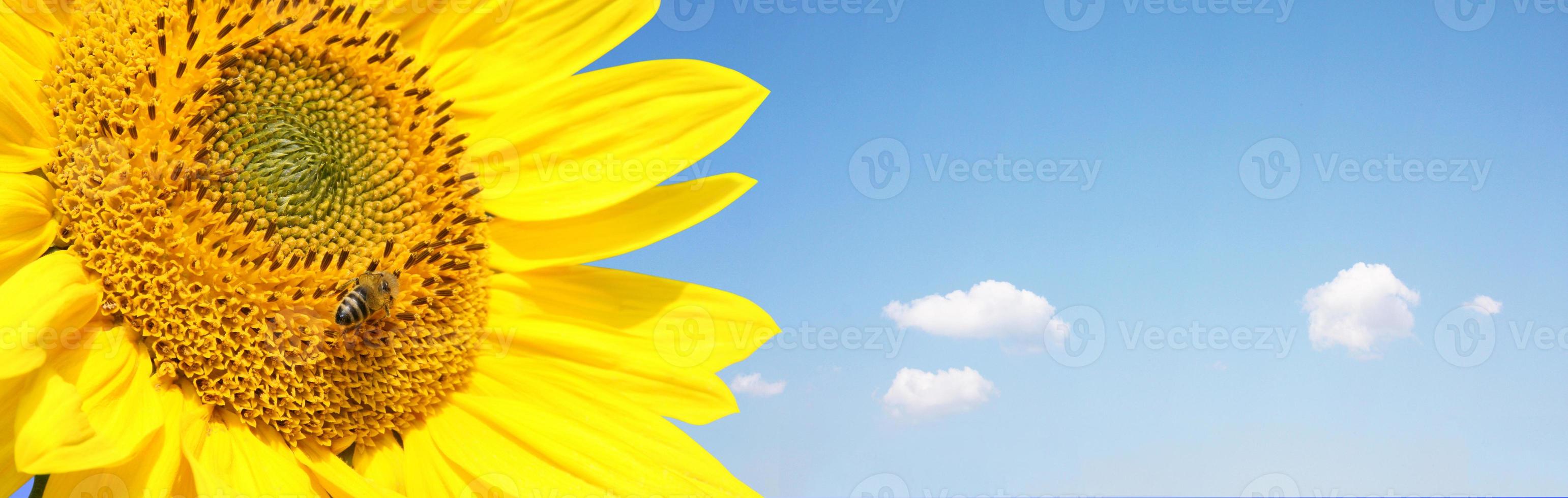veld van bloeiende zonnebloemen op een achtergrond blauwe lucht foto