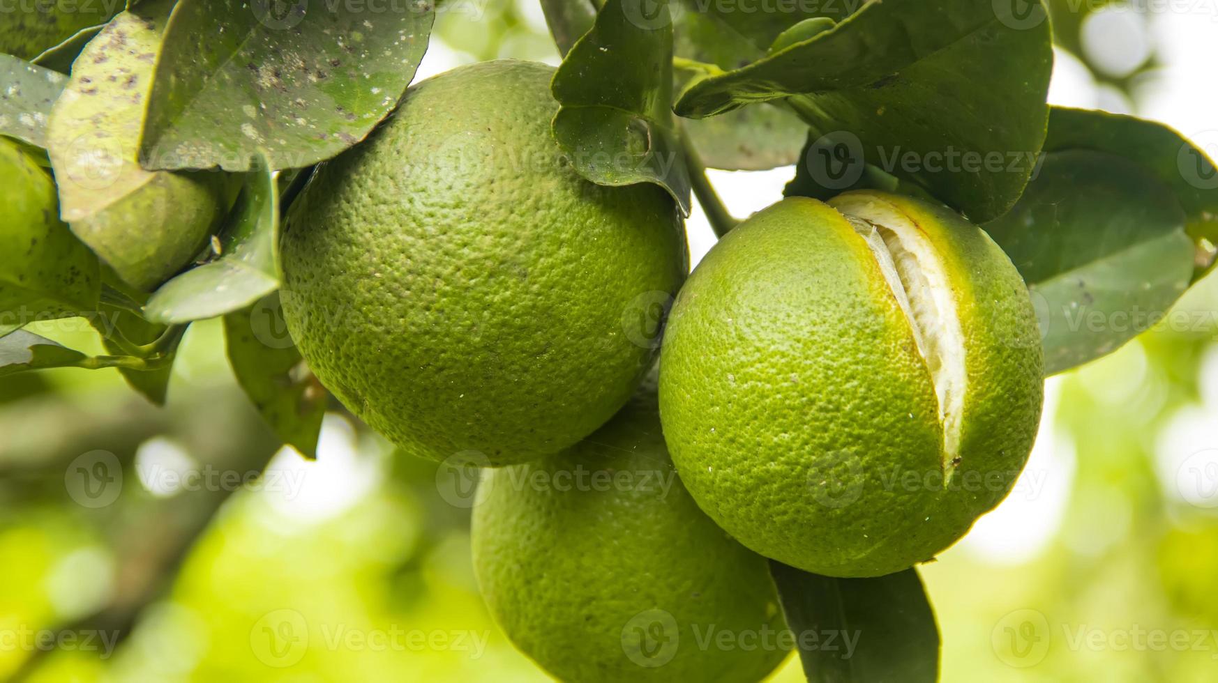 onrijpe sinaasappel gebarsten aan de binnenkant. gebarsten oranje fruit hangend aan een sinaasappelboom in een sinaasappelboerderij. foto