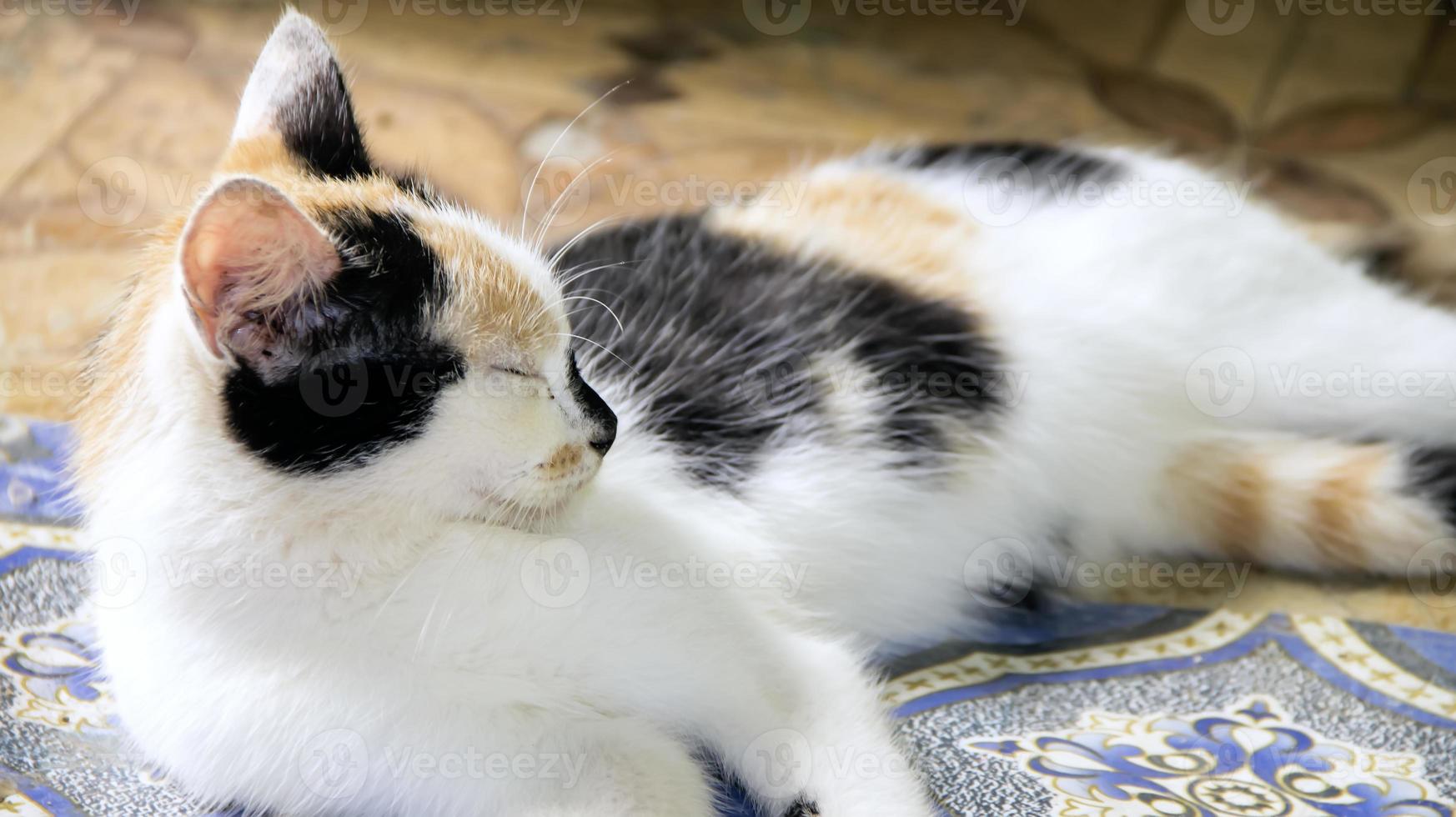 schattige kat die een dutje doet op de vloer. kat slapen op de kale vloer. foto