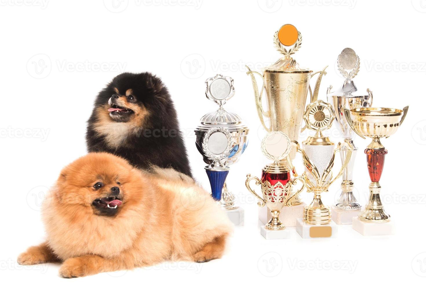 Pommeren spitz hond met winnaar bekers foto