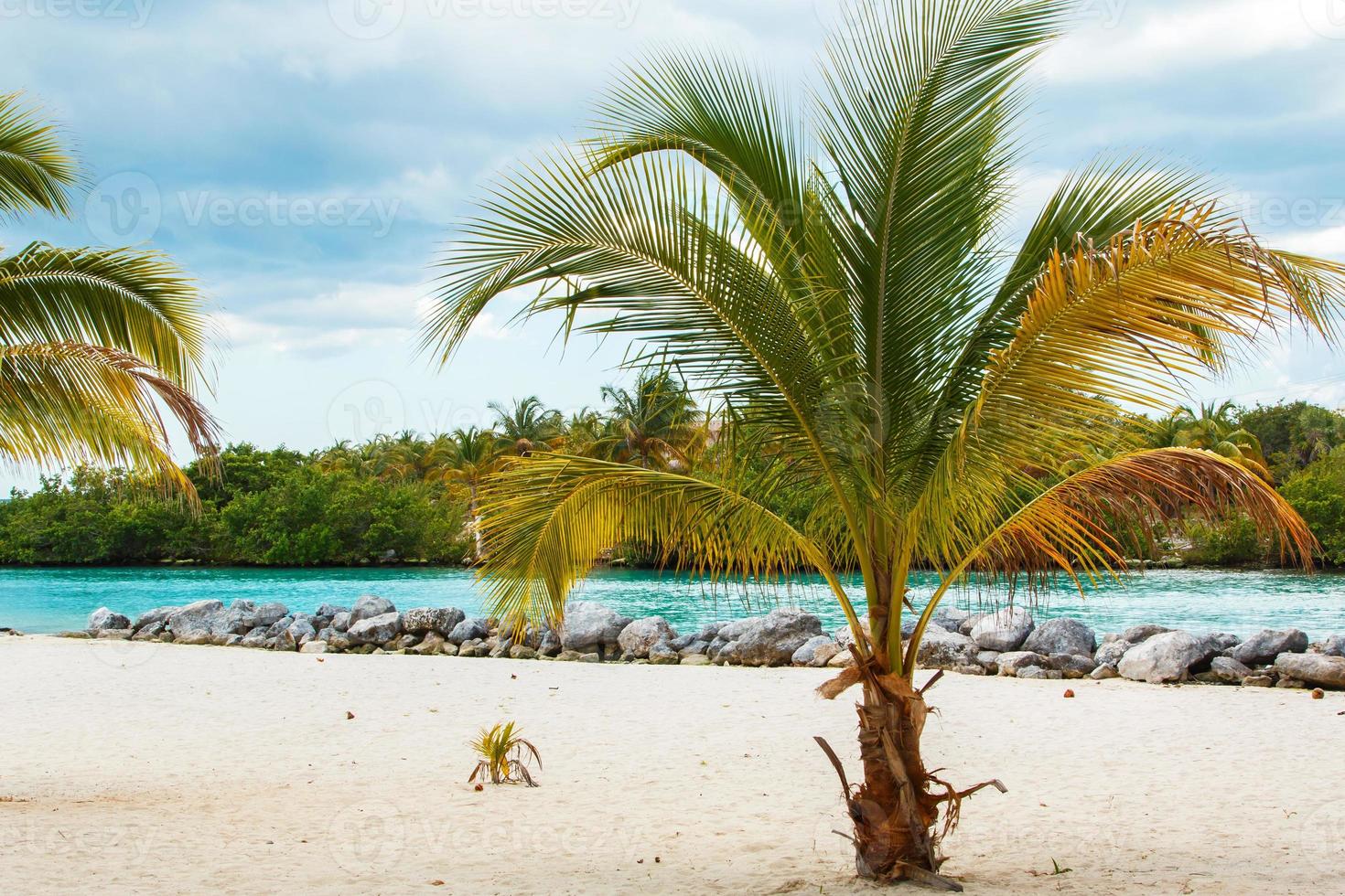 palm op het strand foto