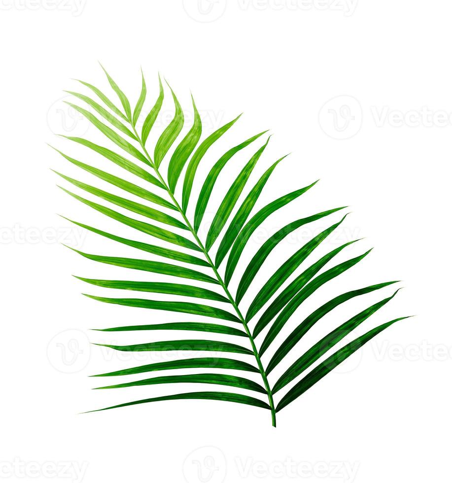 groene bladeren van palmboom geïsoleerd op een witte achtergrond foto