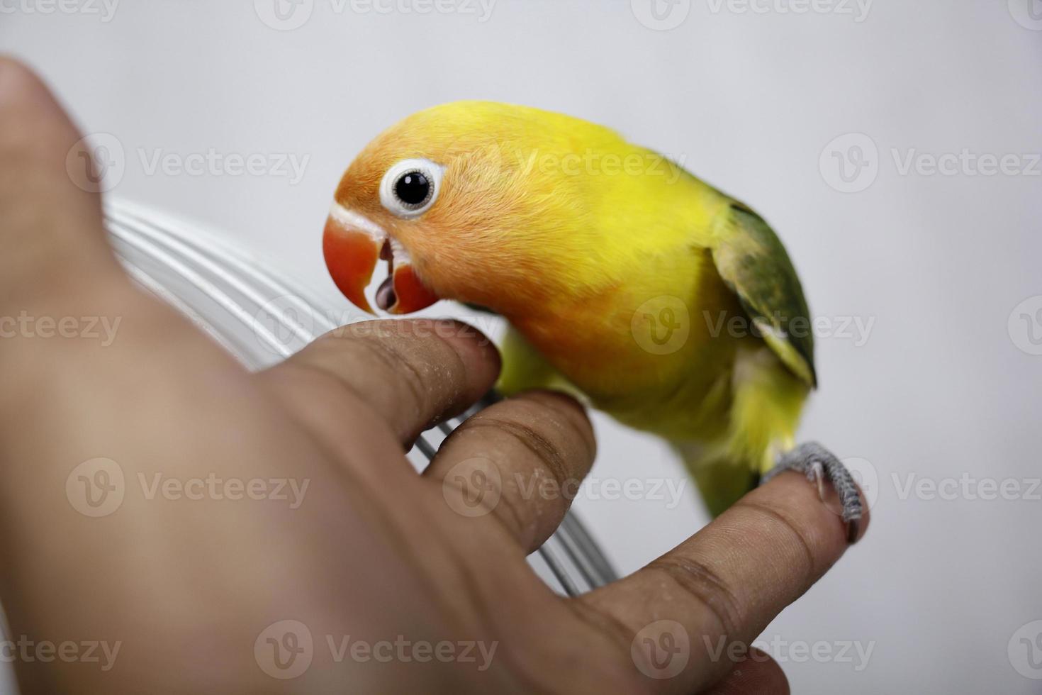 een paar liefdesvogels. boven de handpalmen foto