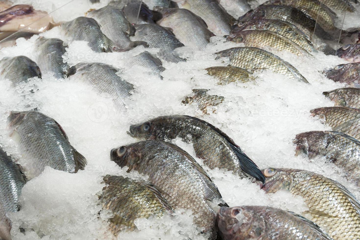 verse tilapia vis op ijs in de markt foto