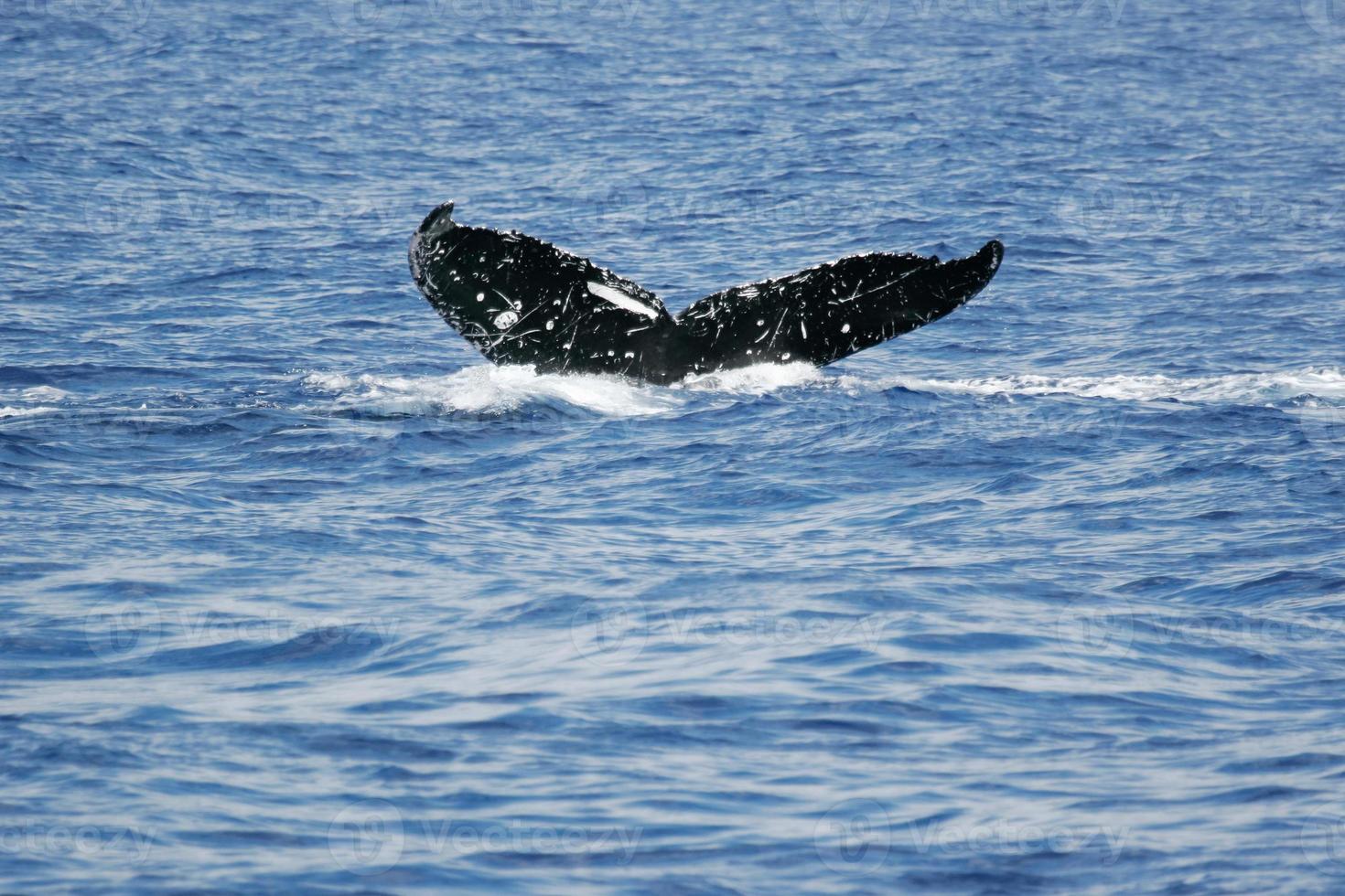 staart van walvis foto