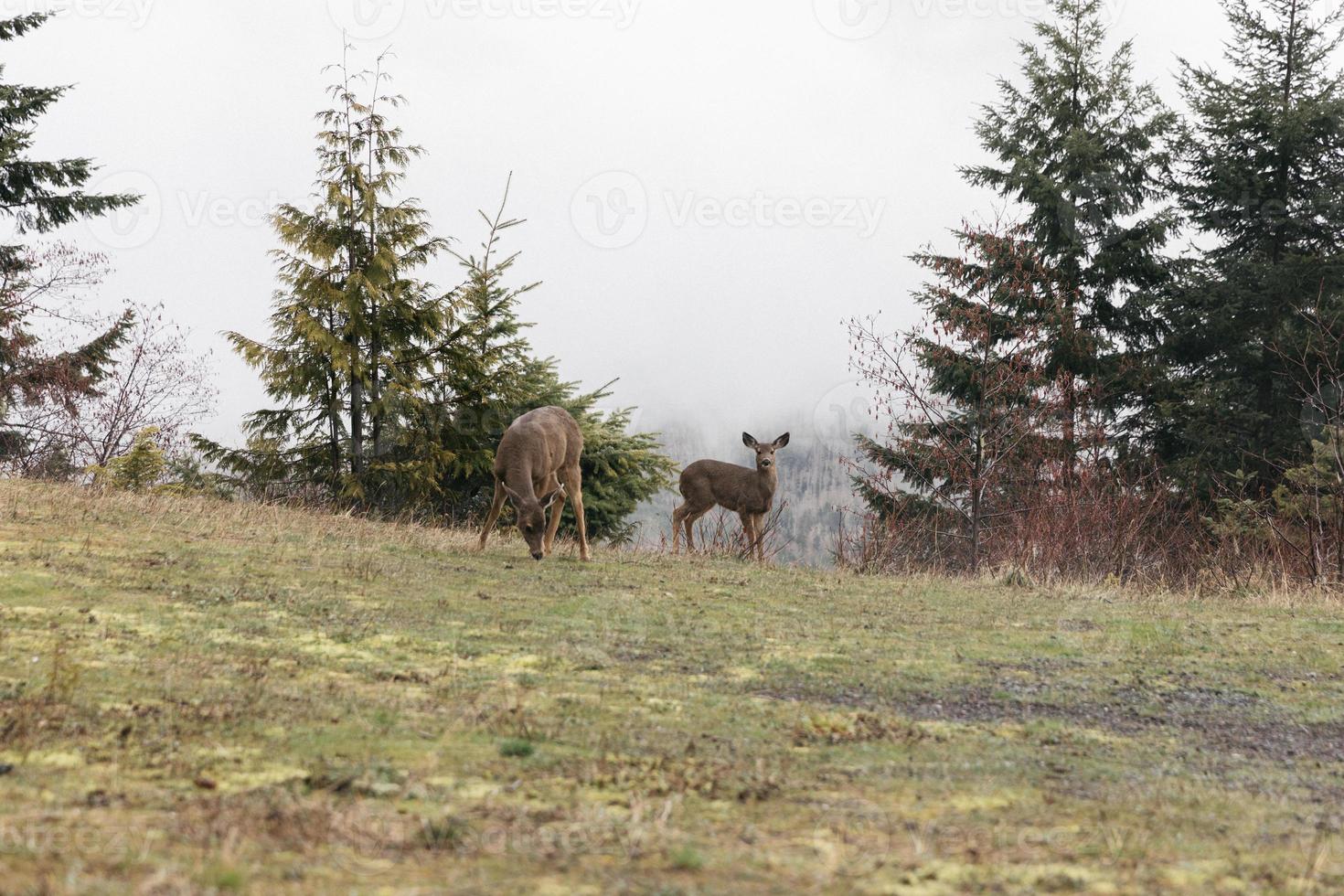 hert in het bos foto