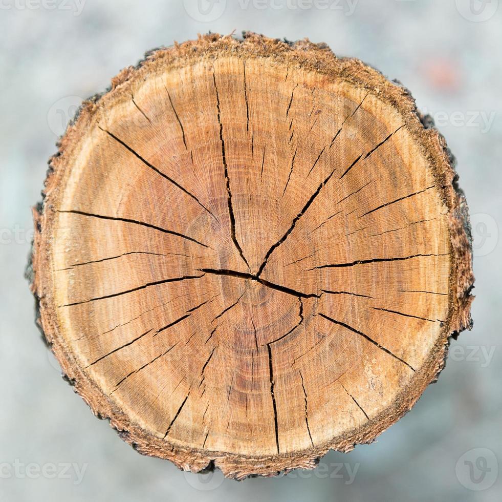 houten cirkel textuur foto