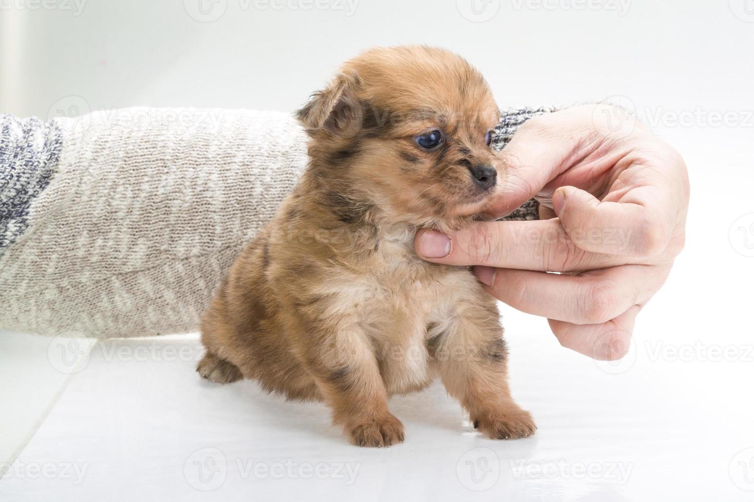 chihuahua pup close-up weergave foto