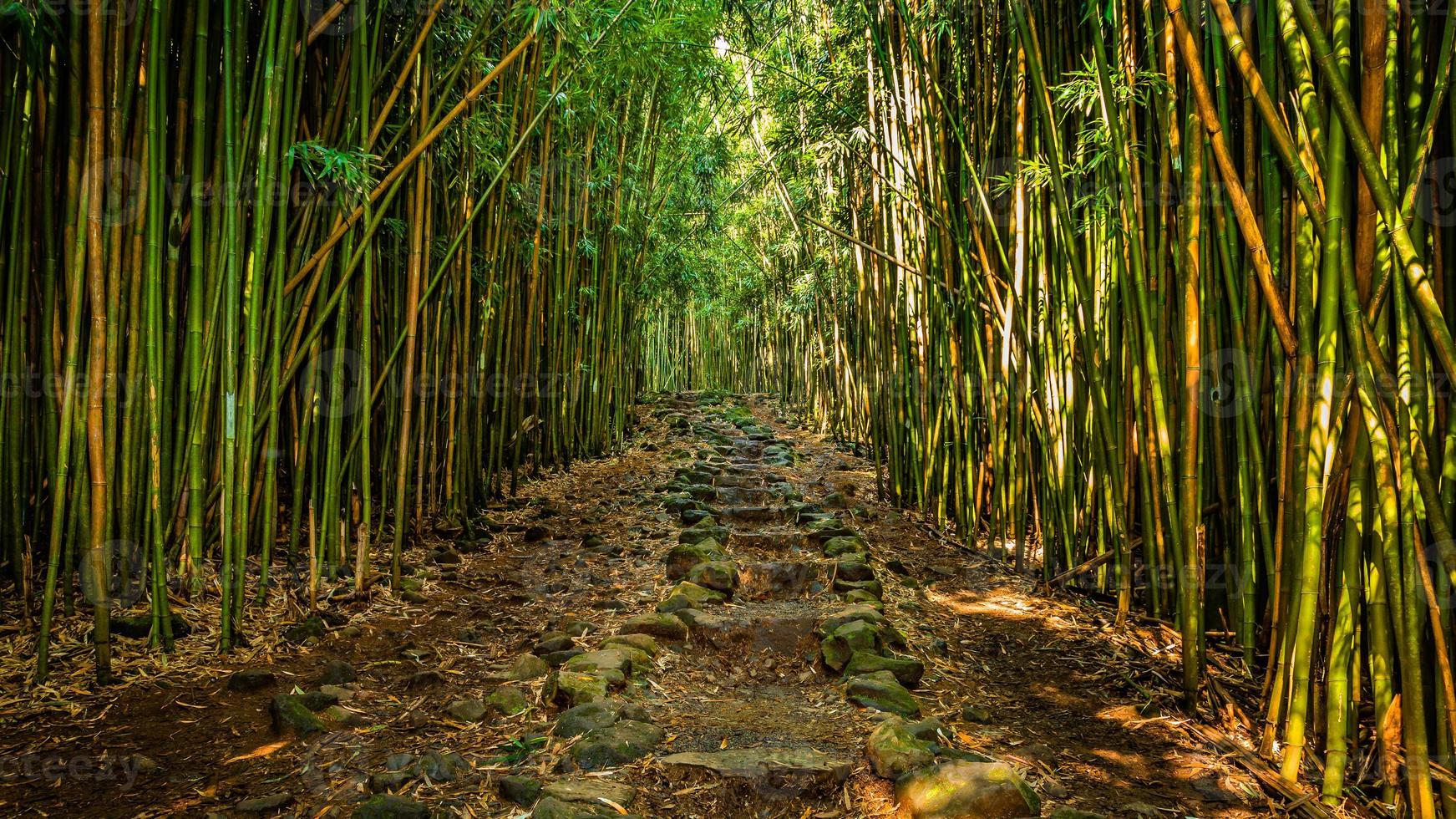 traject door bamboebos foto