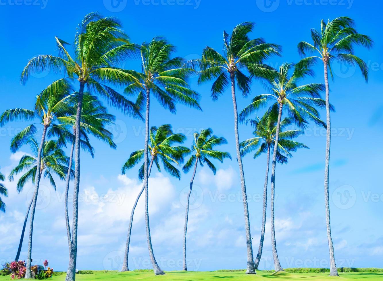 kokospalm boom op het strand in Hawai foto