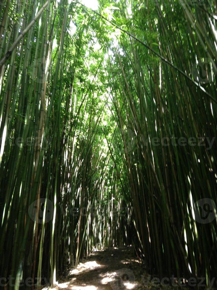bamboe pad foto