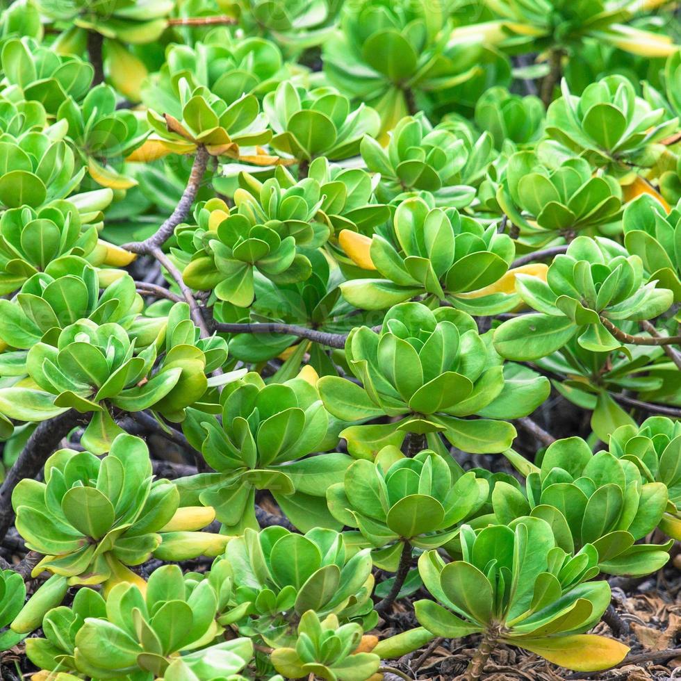 groene planten op hawaii, usa. foto