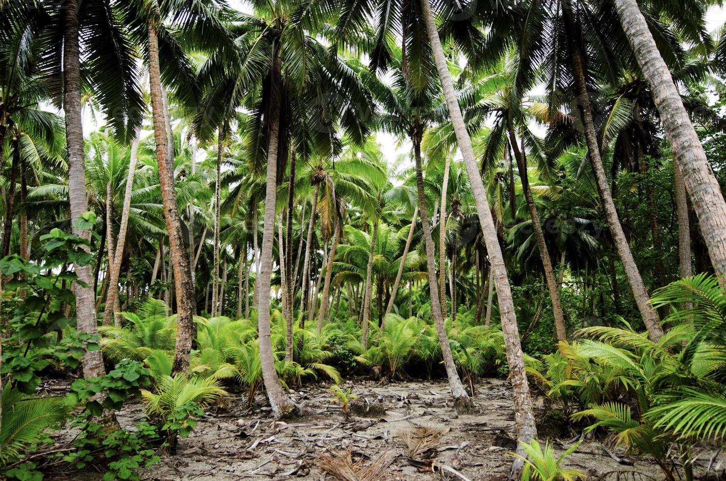 Zuid-Pacifische regenwoud jungle foto