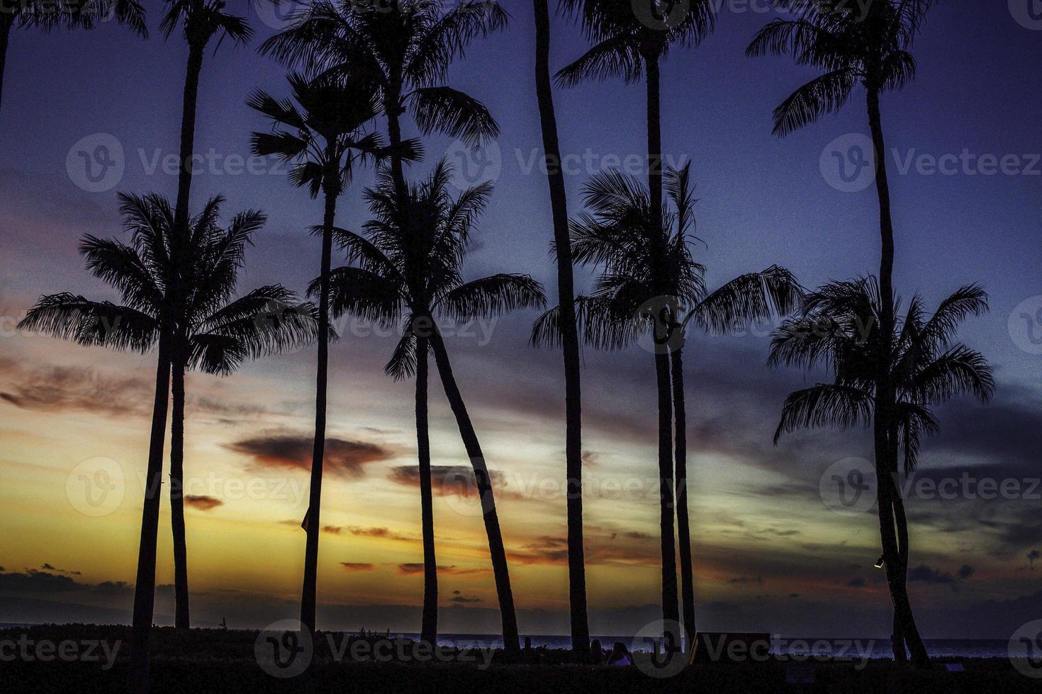 palmen im sonnenuntergang foto