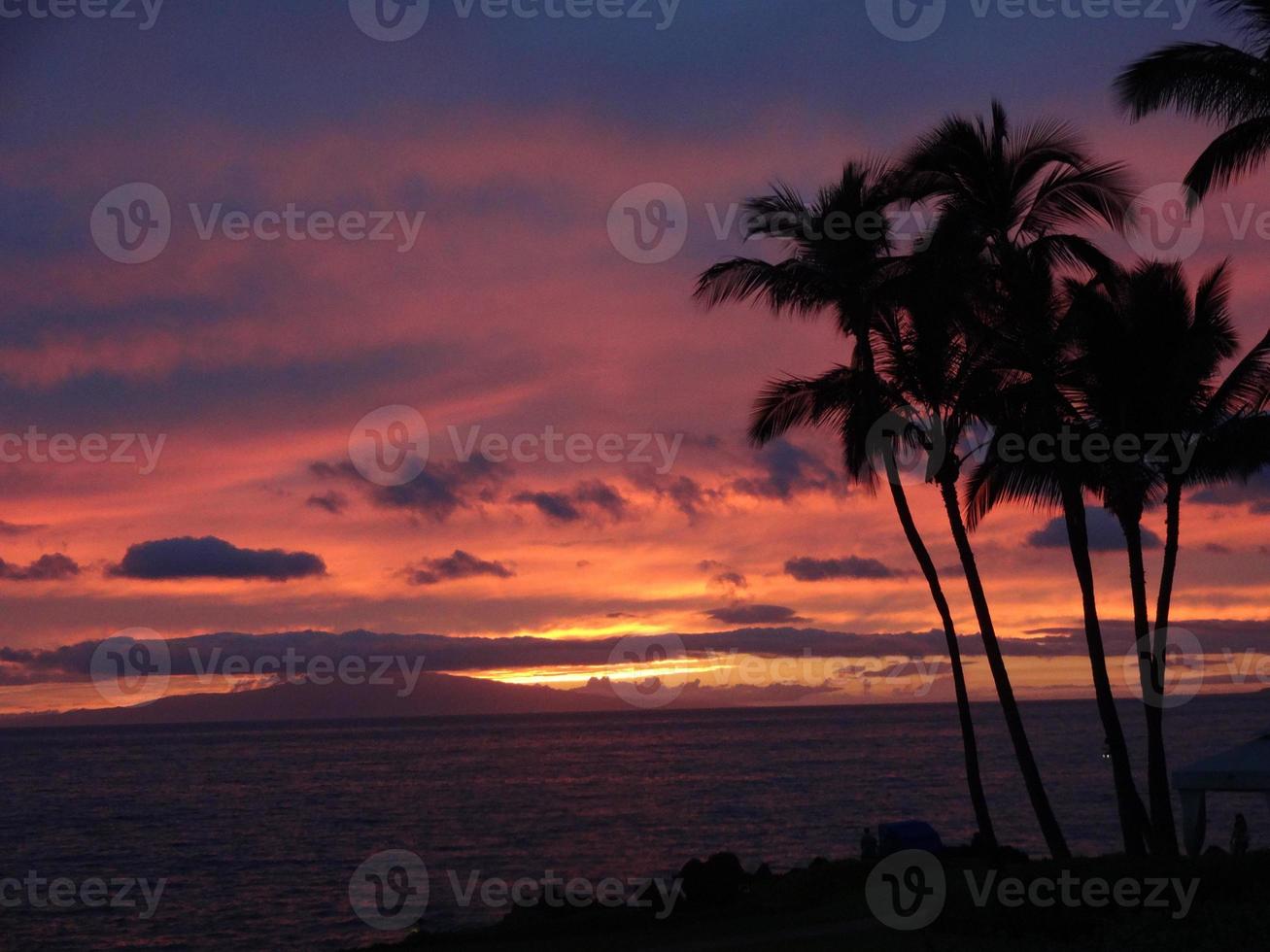 palmbomen tijdens maui zonsondergang foto