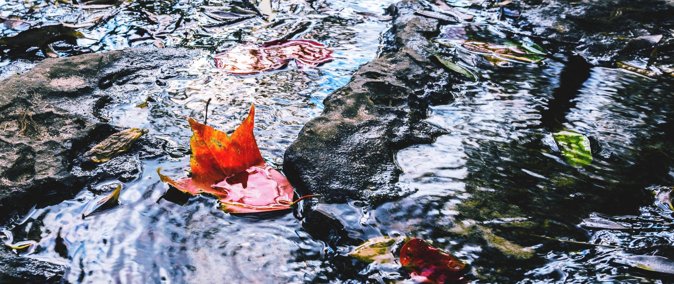 natuurlijke achtergrond. esdoornblad drijvend in een waterval. foto