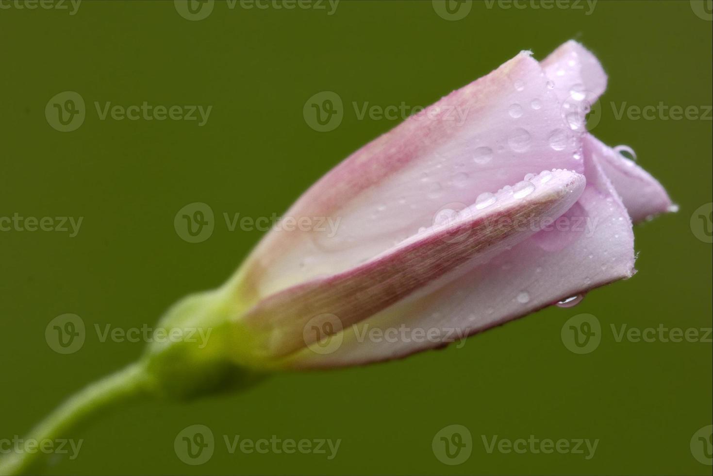 macro close-up van roze liliacee leguminose achtergrond foto