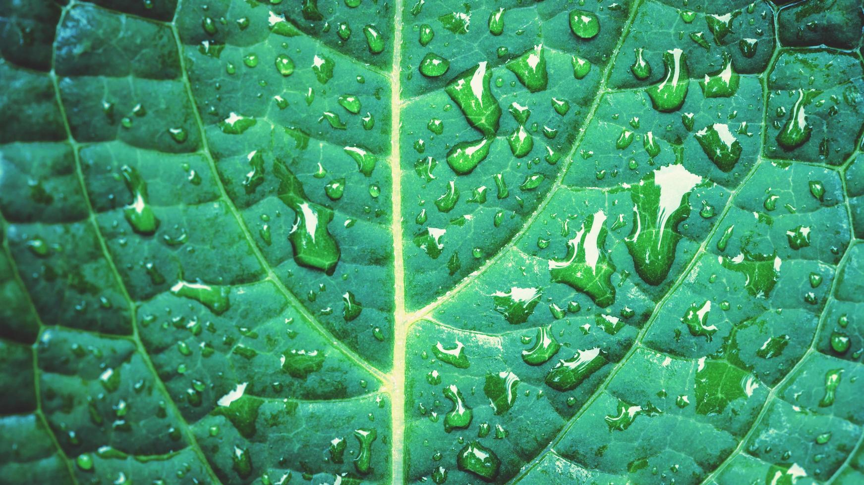 natuurlijke achtergrond regendruppels op het groene blad foto