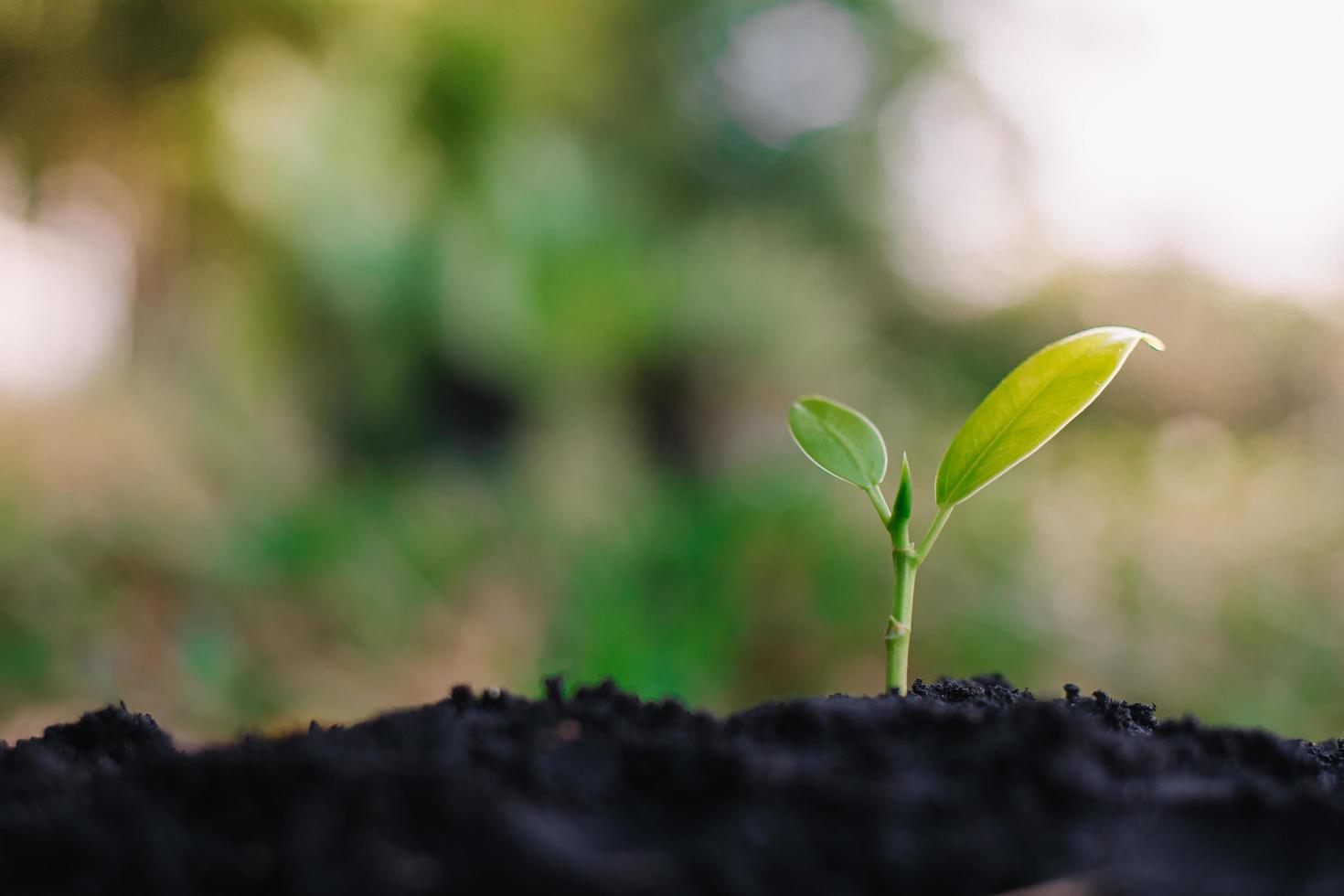 kleine plant groeit op vuil in de natuur met zonneschijn groene achtergrond. milieu concept foto