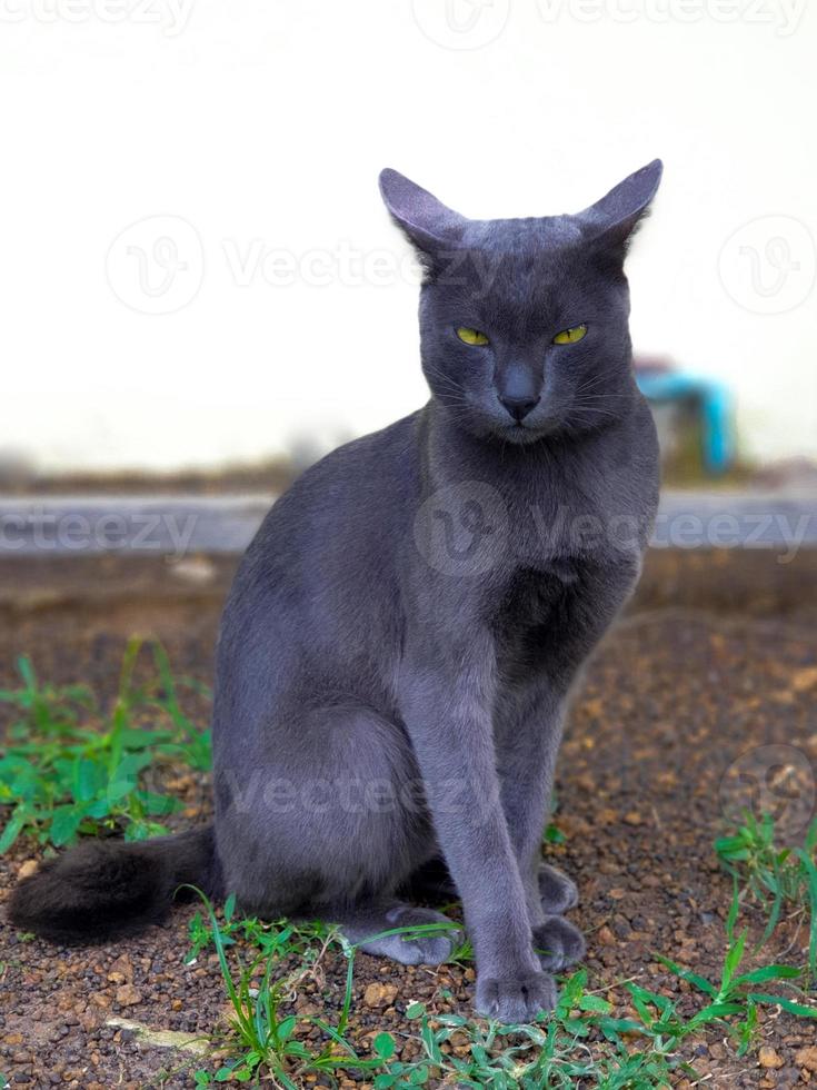 een zwarte kat in de tuin. het zijn Thaise katten die naar de camera kijken foto