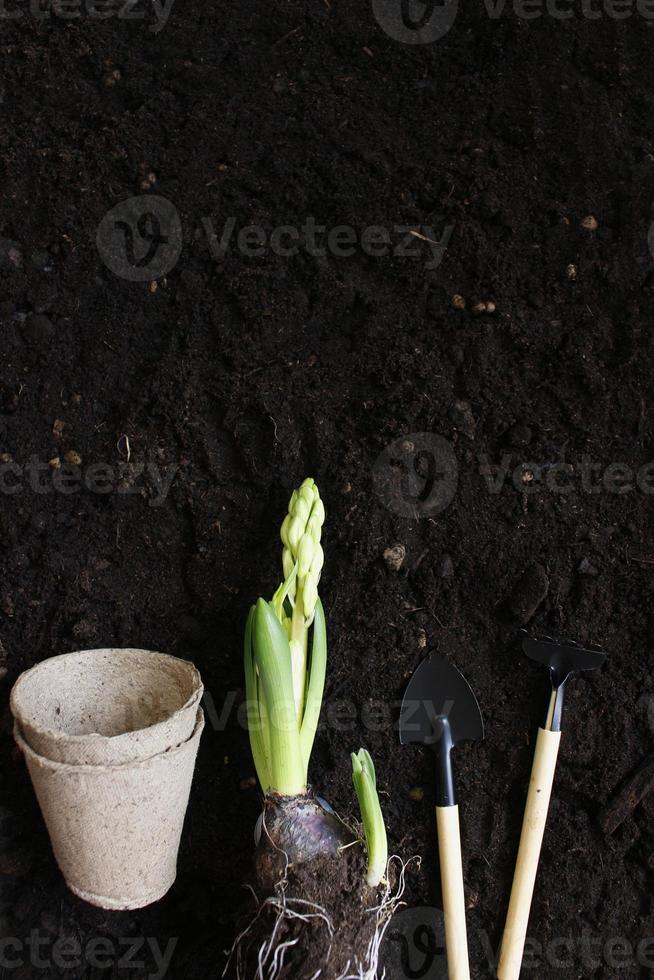 tuingereedschap en planten. lentetuin werkt concept. ruimte kopiëren. selectieve focus foto