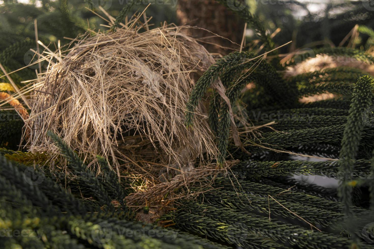 vogels nestelen op de top van de pijnboom. dier wild leven foto concept