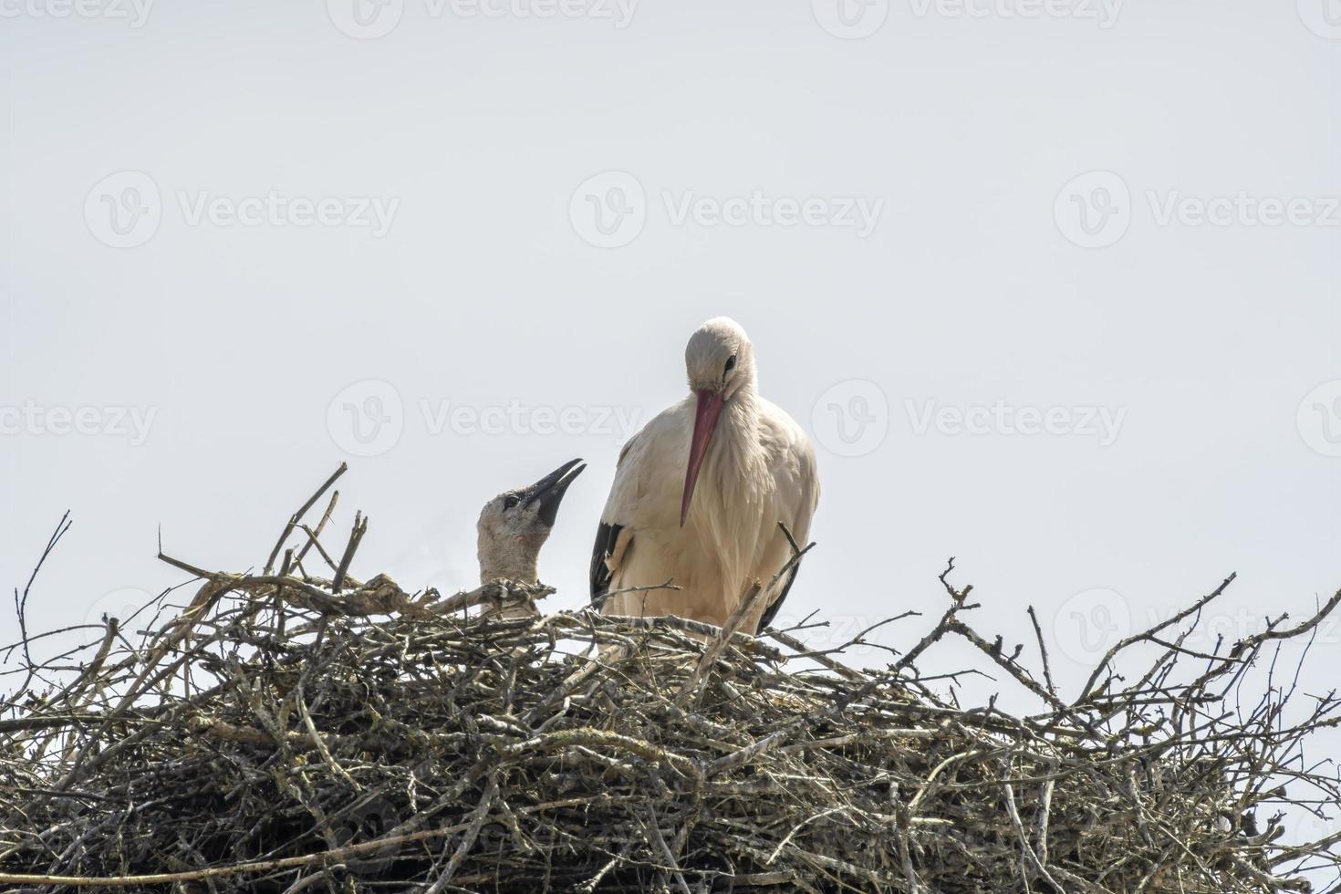 een witte ooievaar met kuikens in zijn nest foto