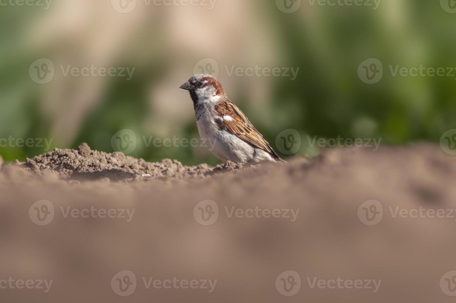 een mus zit op een veld foto