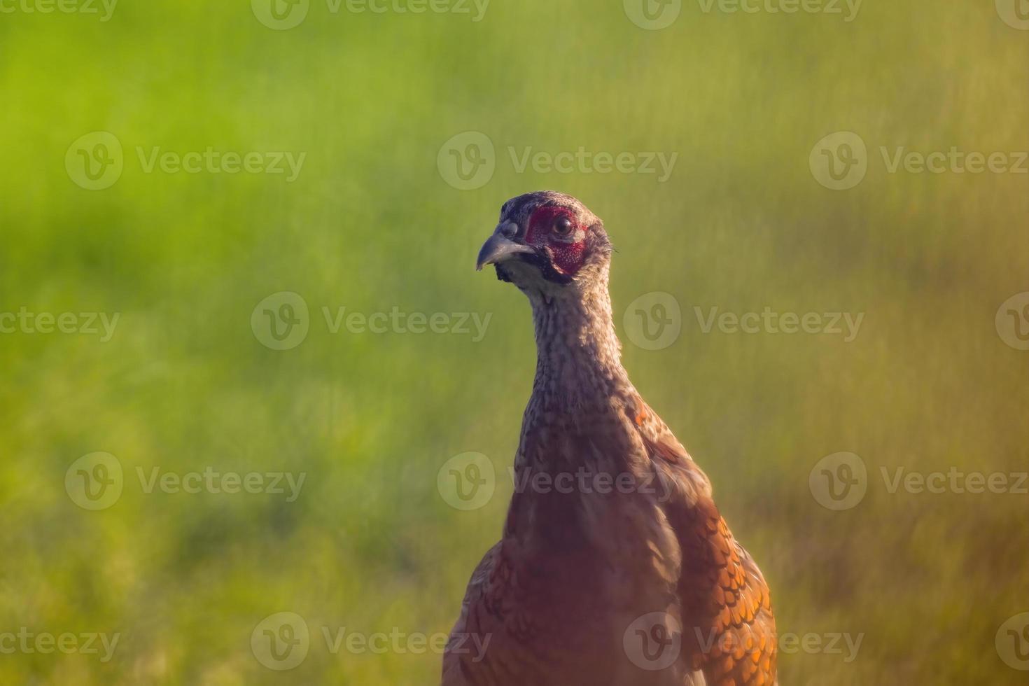 een jonge fazant haan in een weiland foto