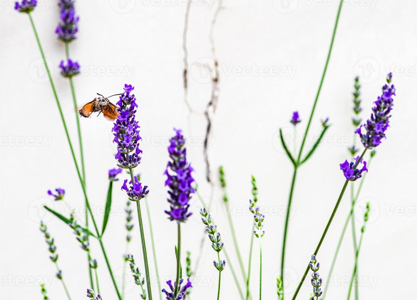 bloeiende lavendelplant in de tuin foto