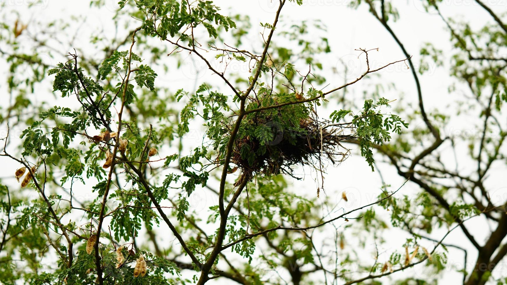 nest op de groene boom foto