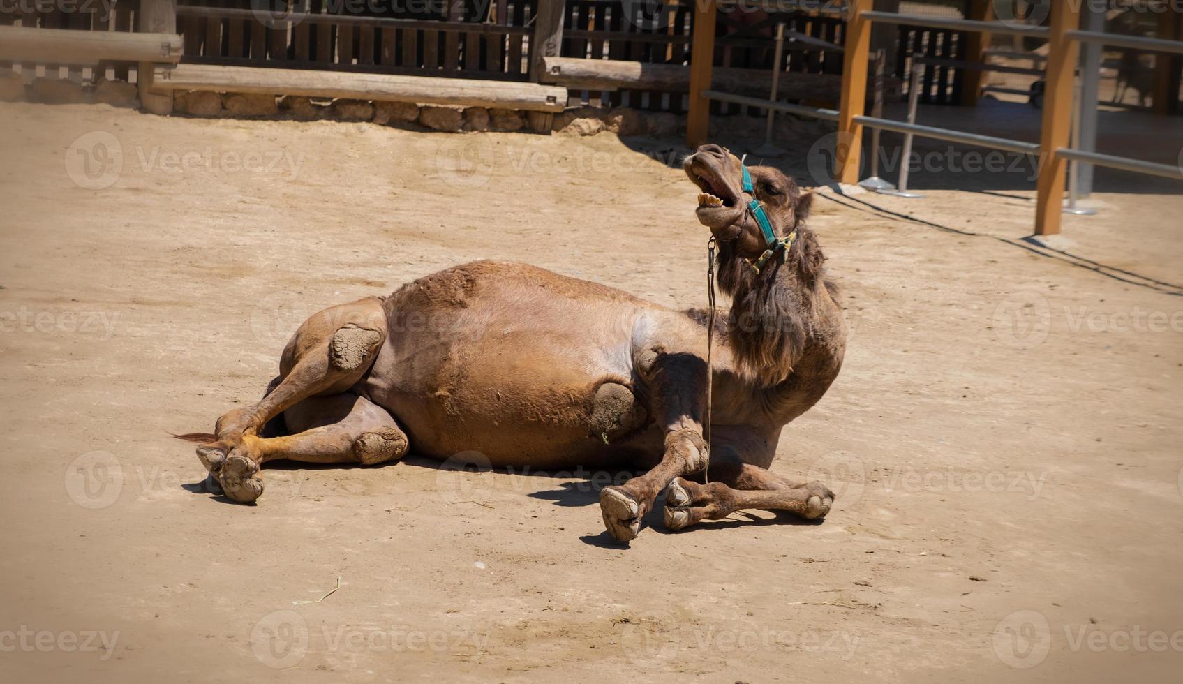 een kameel in een cyprus park foto