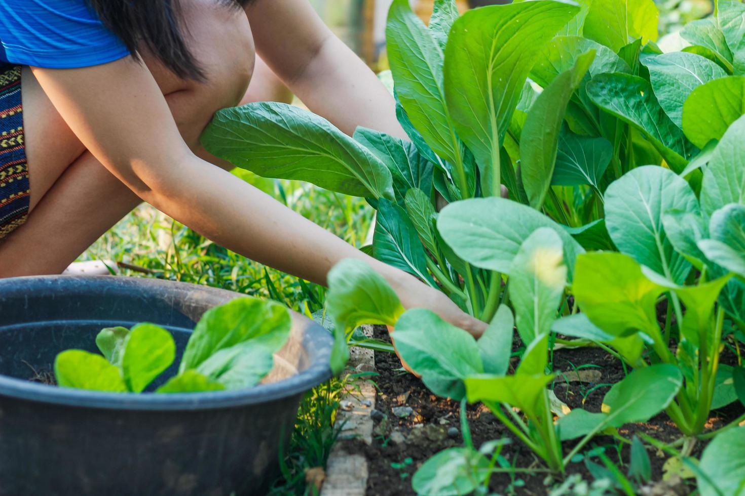 tuinders oogsten en inspecteren boerenkoolproducten die te koop zijn in biologische, goed gecultiveerde boomgaarden om hoogwaardige groene bladkool te leveren die veilig is voor de consument. kleine marktideeën voor boeren foto