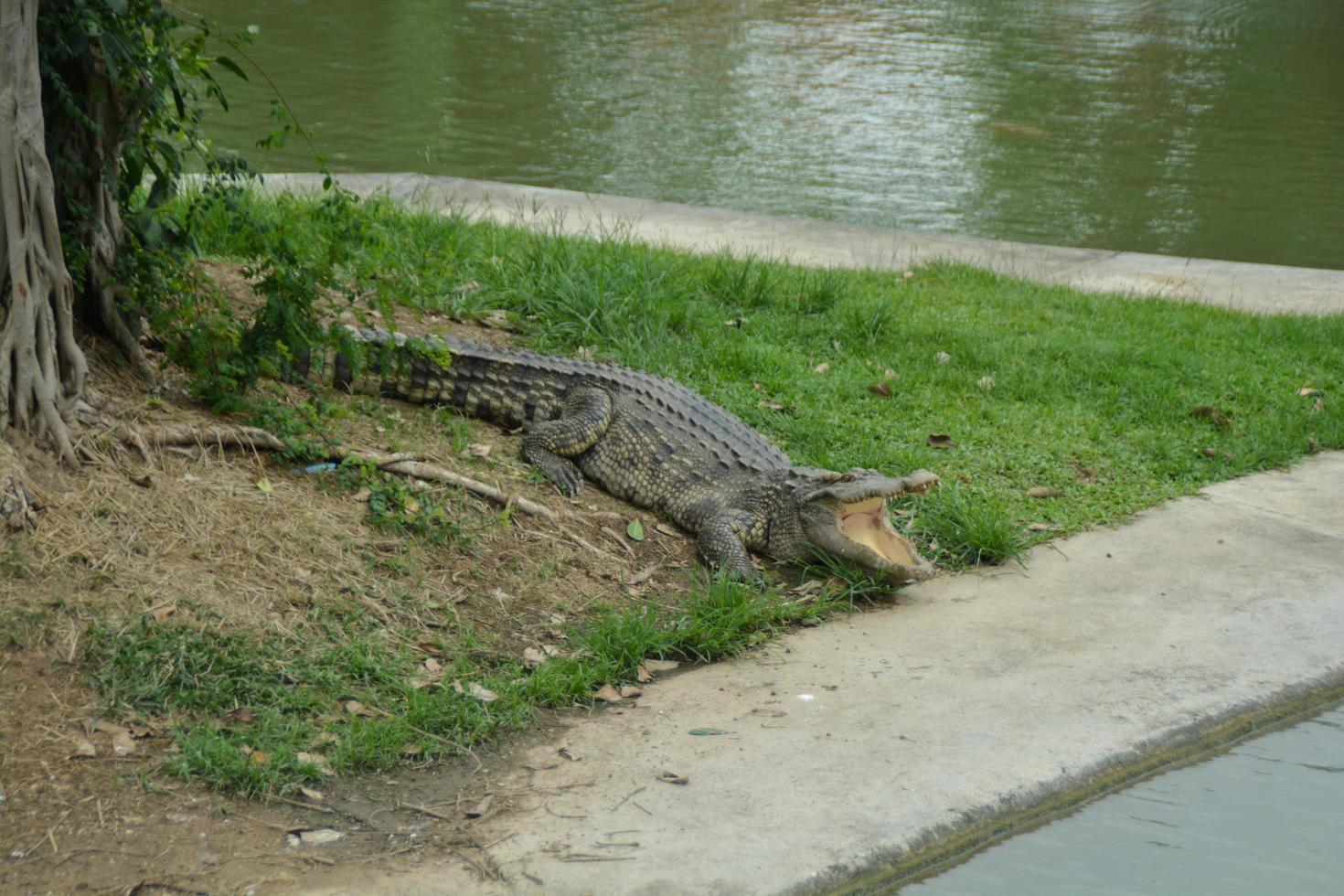 krokodil open mond op de thailand-boerderij. foto